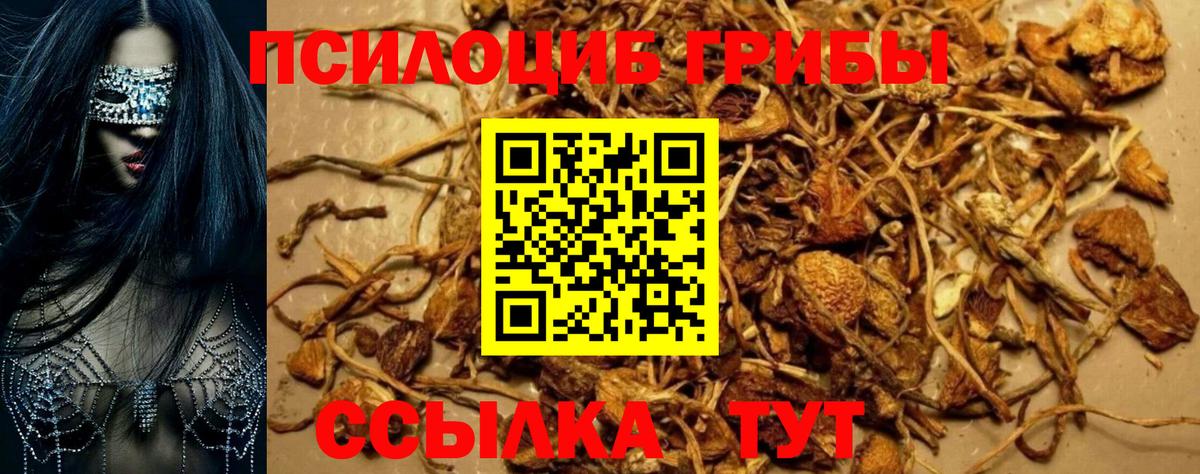 Псилоцибиновые грибы Psilocybe  Вход с VPN  Псилоцибиновые грибы MAGIC MUSHROOMS  Свободный 